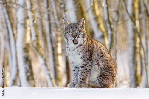 Lynx cub in winter. Eurasian lynx  Lynx lynx  sits in snowy birch forest and licks on nose. Frozen trees and iced branches in background. Beautiful wild cat in nature. Predator at frosty sunrise.