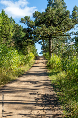 Dirty road with forest around