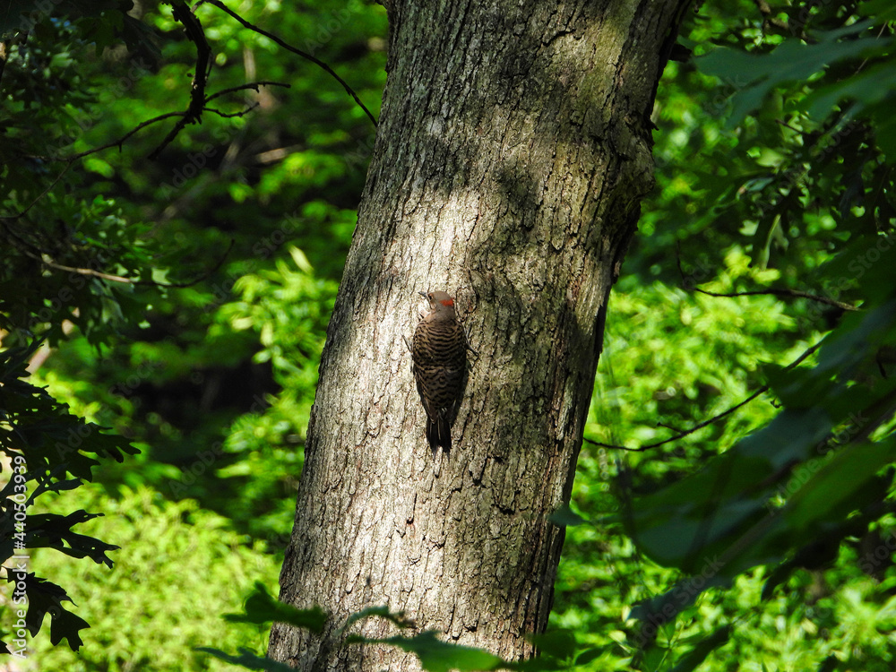 Obraz premium Woodpecker on Tree Trunk: A Northern flicker woodpecker clings to the side of a tree trunk as the sun shine through the forest cover