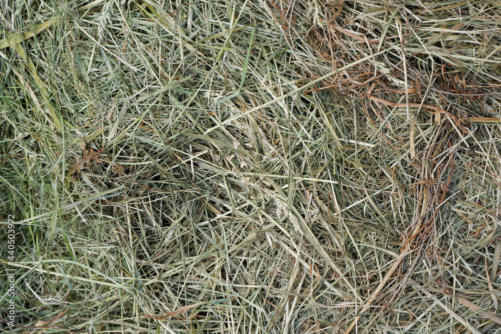 Mown, withered grass. Background of dried hay harvested for livestock feeding Mown, withered grass. Background of dried hay harvested for livestock feeding