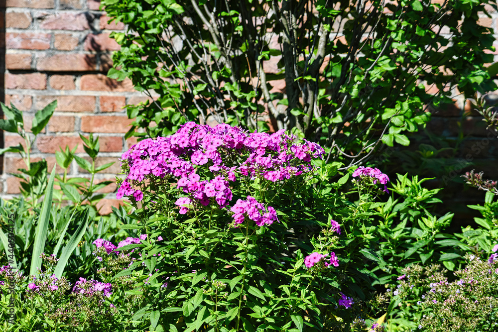Flowers in the Garden: Close-up of purple flower blooms in a garden