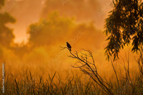 Bird in the Sunrise  A red-winged black bird perched on a tree at dawn on a summer morning