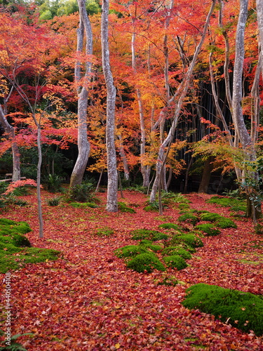 散紅葉のある庭園