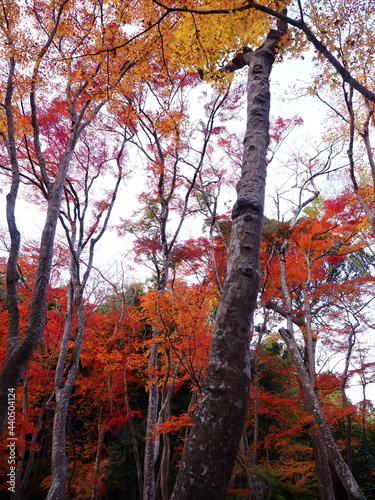 散紅葉のある庭園