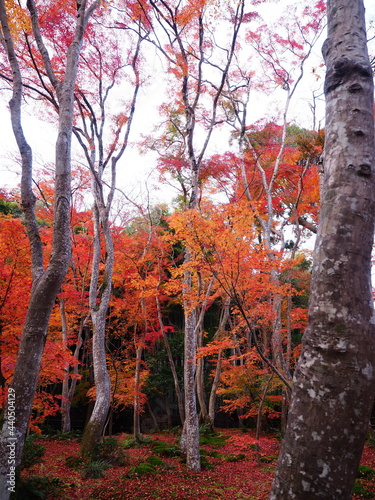 散紅葉のある庭園