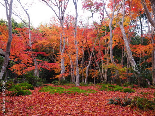 散紅葉のある庭園