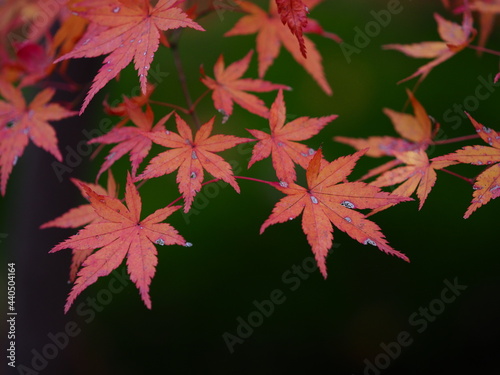 紅葉の葉