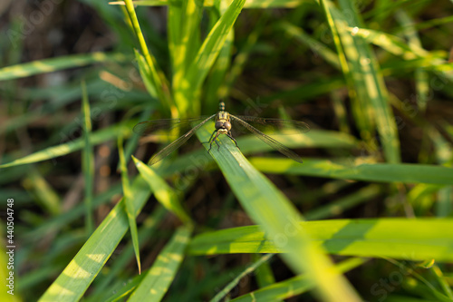a dragonfly perched on a reed on the edge of a rice field in the morning sunlight © agitaprasetyo