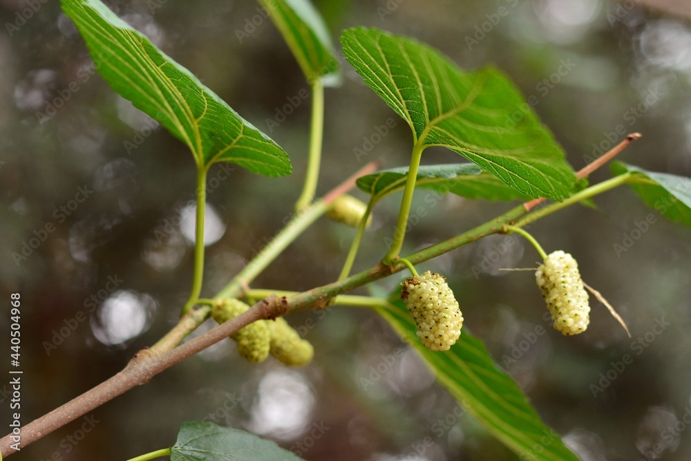 Moras en las ramas de una morera blanca, Morus alba Moras en las ramas de una morera blanca, Morus alba