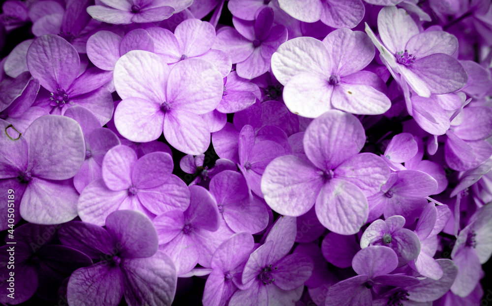 purple flowers in the garden purple flowers in the garden