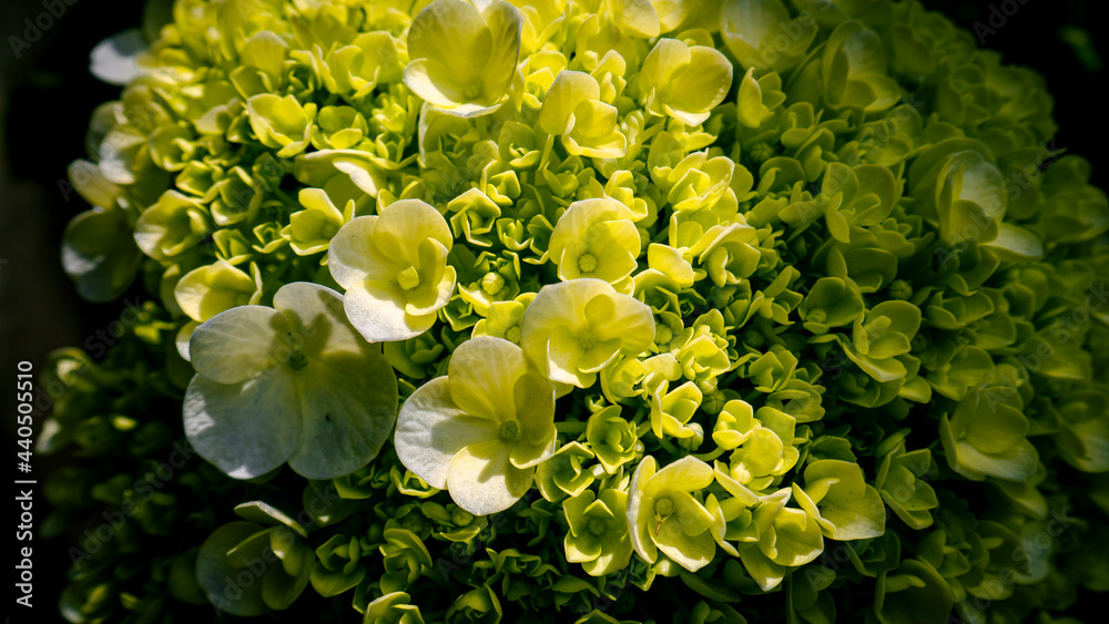 close up of yellow flowers close up of yellow flowers