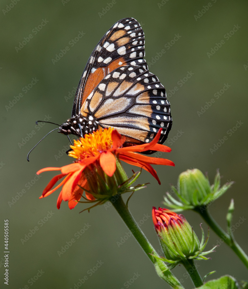 Fototapeta premium monarch butterfly - Brazil