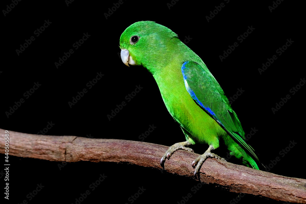 tuim (Forpus xanthopterygius) - Blue-winged Parrotlet - Atlantic Forest - Brazil