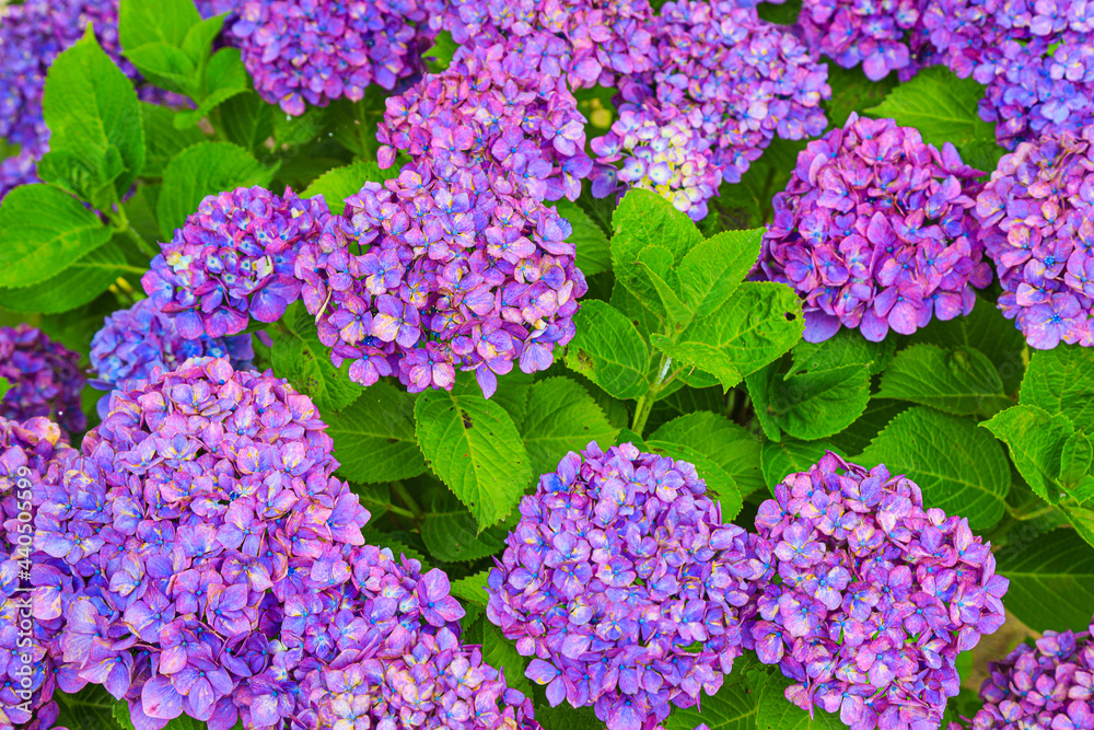 満開の紫陽花 満開の紫陽花