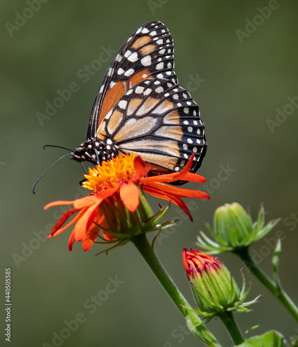 monarch butterfly - Brazil © Karol Zamluti