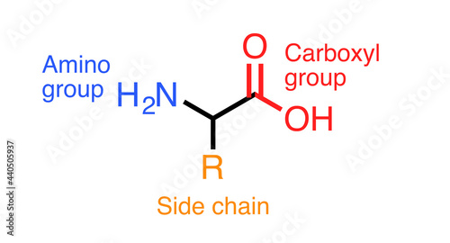 Illustration of amino acid molecular structure.