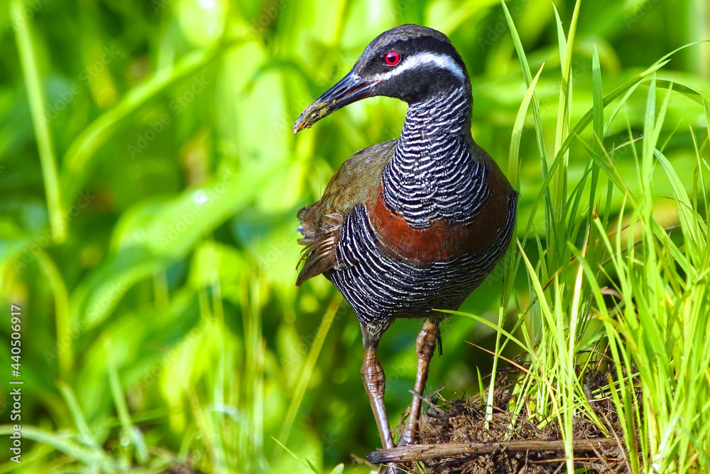 Naklejka premium Barred Rail (Hypotaenidia torquata) on thick grass