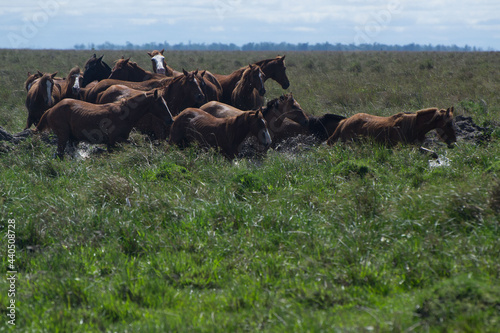 caballos en Estero del Ibera © Mariana