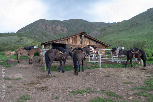 Принти на полотні Caballos en Quebrada del Condor