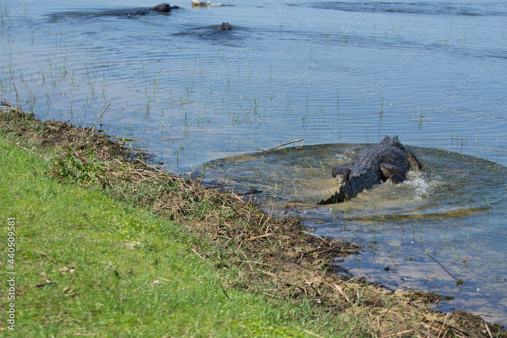 Fototapeta premium Yacaré negro - Caimán yacaré 