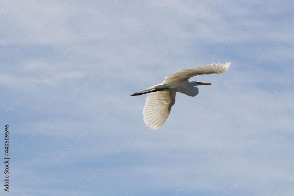 ave Platalea alba, espátula blanca ave Platalea alba, espátula blanca