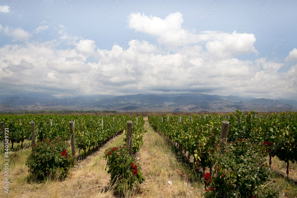 Obraz premium viñedo