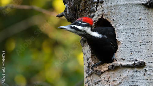 Female Pileated Woodpecker (Dryocopus pileatus) bird nesting in a tree trunk Canadian wildlife background