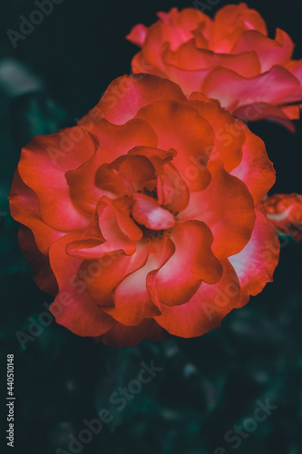 La belleza del Jardin 