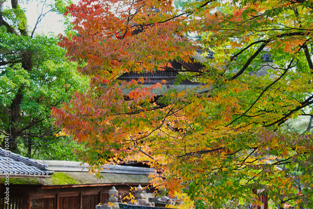 一番美しい京都の紅葉 The most beautiful autumn leaves in Kyoto 一番美しい京都の紅葉 The most beautiful autumn leaves in Kyoto