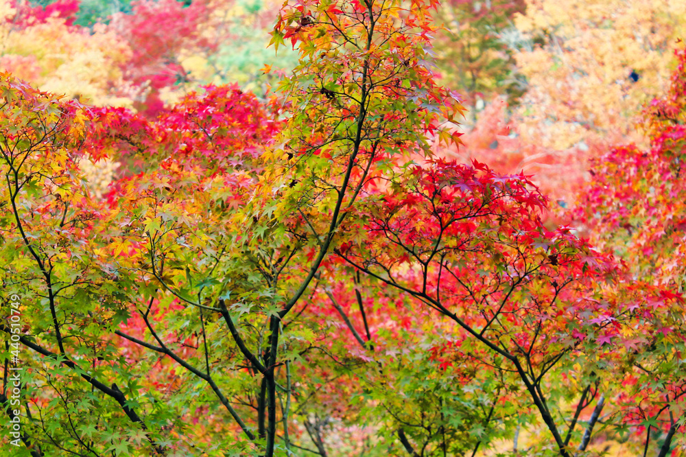 一番美しい京都の紅葉　The most beautiful autumn leaves in Kyoto