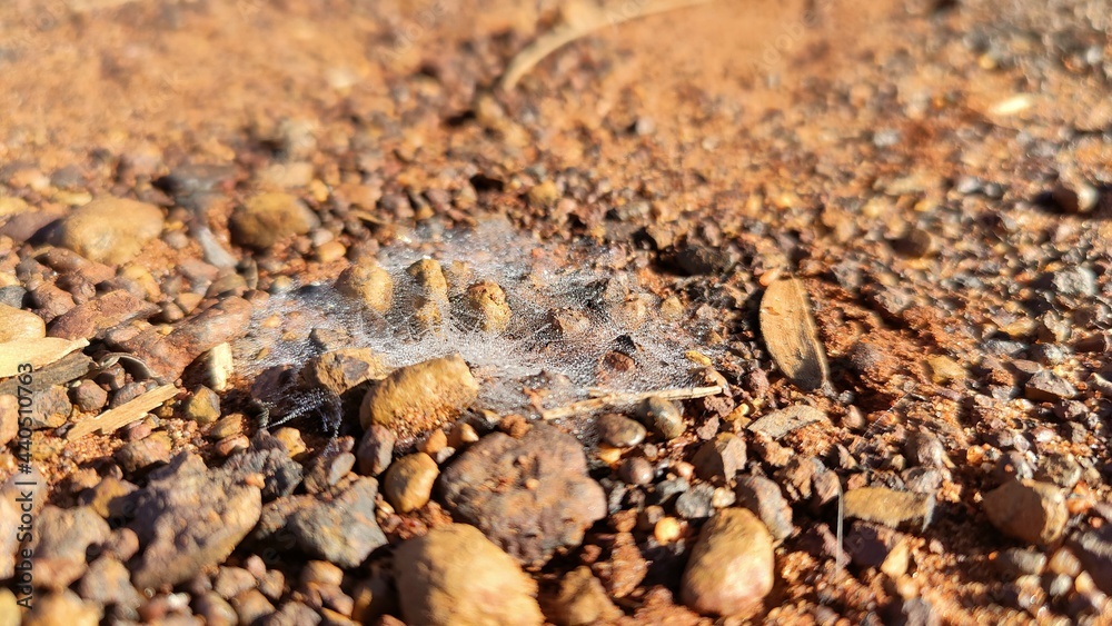 Tiny spiderweb with dew, on the ground near Meekatharra, Western Australia