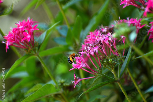 Close-up of a Blue Banded Bee