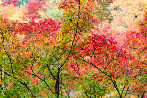 一番美しい京都の紅葉　The most beautiful autumn leaves in Kyoto