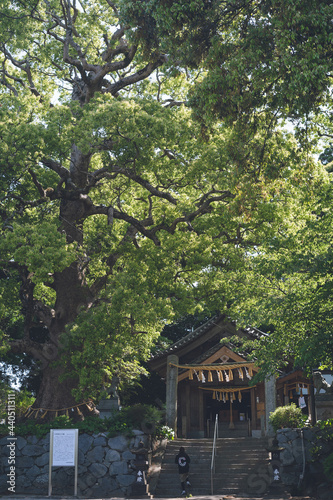 福岡県糸島市の六所神社のクスノキ（福岡県指定天然記念物） © mm