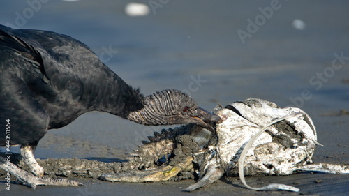 Black vulture (Coragyps atratus) eating carrion on the beach in Las Penas, Ecuador photo