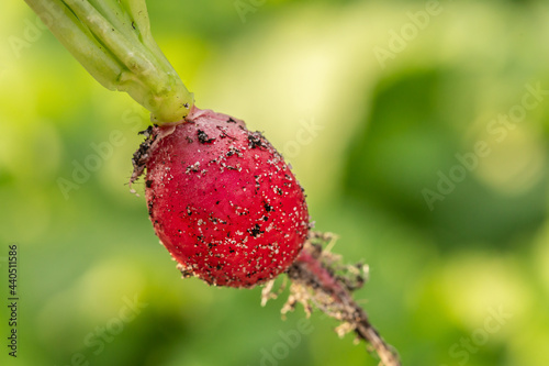 Close-up of a recently cropped radish photo