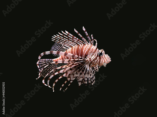 red lionfish on a black background