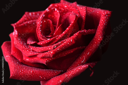 red rose with water drops on a black background close-up