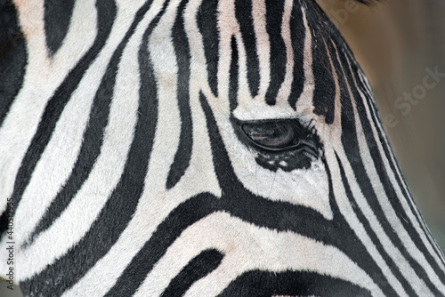 zebra eye close-up. selective focus