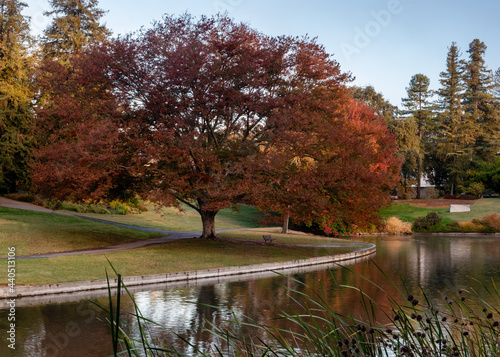 Fall colors at UC Davis Arboretum, featuring the red leaves of a tree and the lake photo