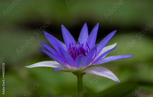purple lotus flower