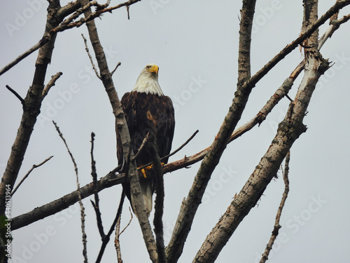 American Bald Eagle in Tree: A bald eagle bird of prey raptor perched on a branch in a dead tree with a cloudy sky in the background