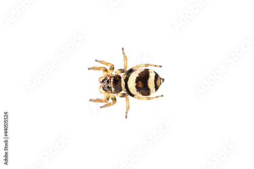 Image of bleeker's jumping spider (Euryattus bleekeri) on white background. Insect. Animal
