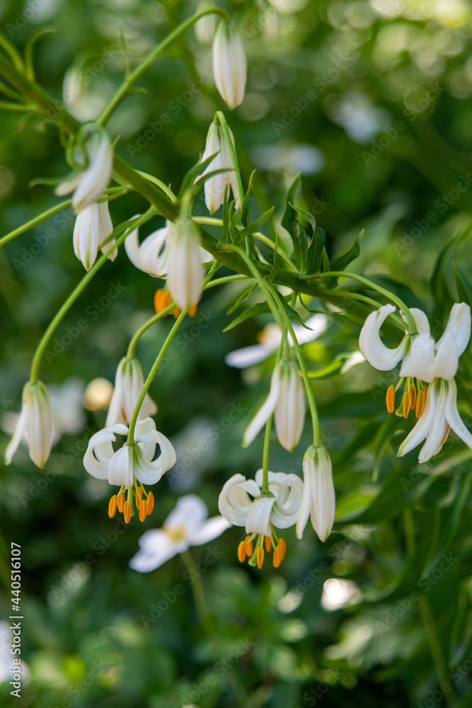Fototapeta premium lily of the valley
