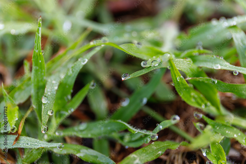 blade of grass, dew, focus, blurred