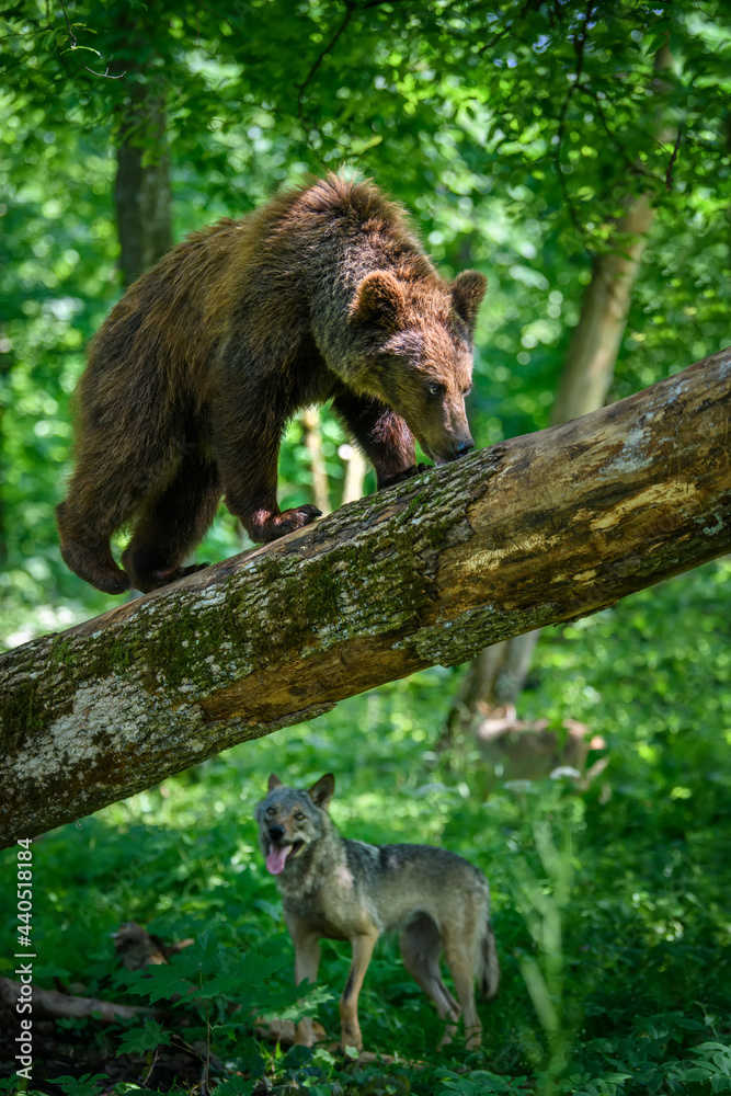 Wild Brown Bear and wolf in the summer forest. Animal in natural habitat. Wildlife scene Wild Brown Bear and wolf in the summer forest. Animal in natural habitat. Wildlife scene