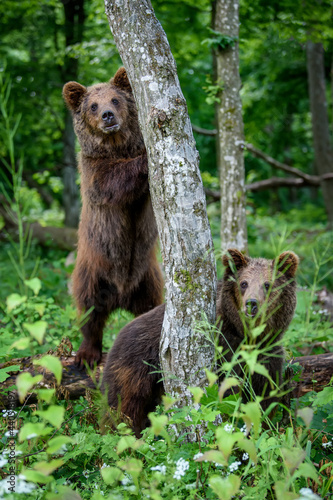 Wild Brown Bear leans against a tree in the summer forest. Animal in natural habitat. Wildlife scene © byrdyak