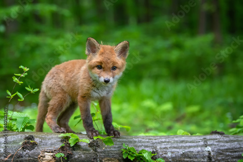 Red fox, vulpes vulpes, small young cub in forest. Cute little wild predators in natural environment © byrdyak
