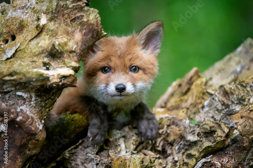 Red fox, vulpes vulpes, small young cub in forest. Cute little wild predators in natural environment photo