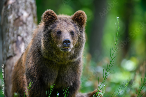 Wild Brown Bear in the summer forest. Animal in natural habitat. Wildlife scene